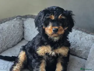 Cavapoo dogs Health tested Standard (cuddle) Cavapoos - Advert 8