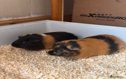 Guinea Pig rodents for sale: 2 male guinea pigs - Image 1
