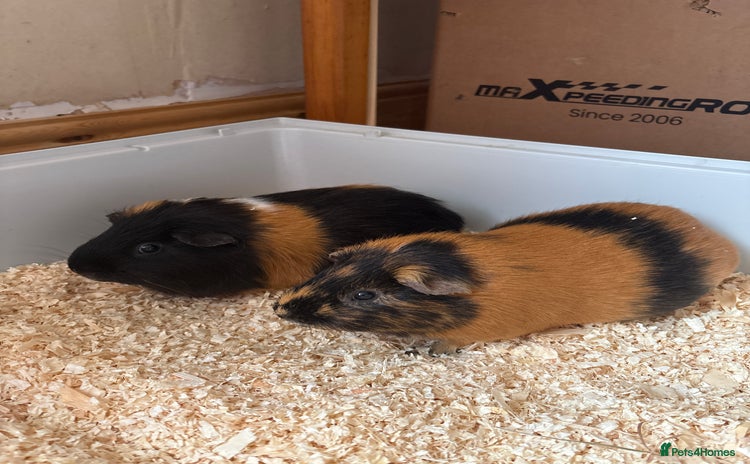 Guinea Pig rodents - Advert 2