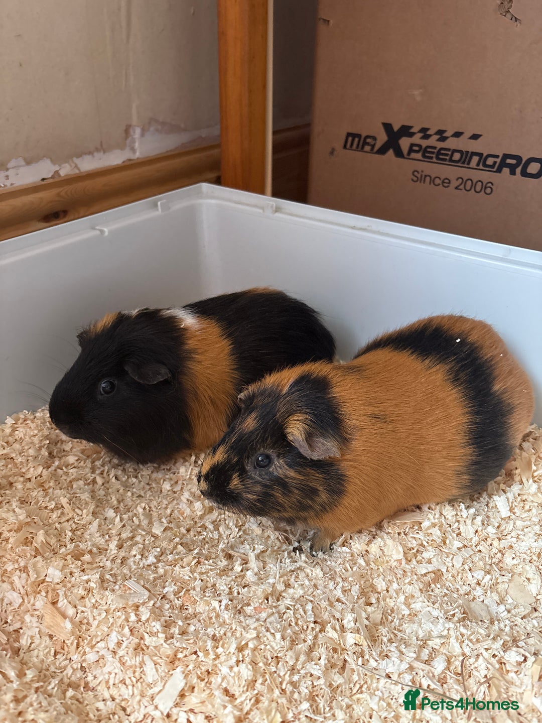 Guinea Pig rodents for sale: 2 male guinea pigs - Image 1