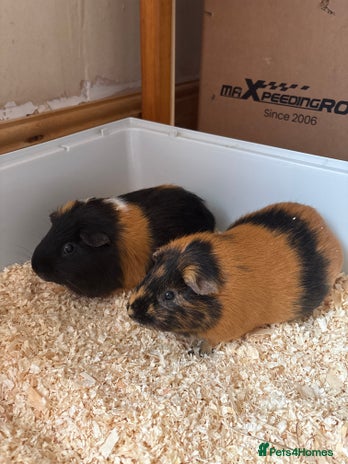 Guinea Pig rodents - Advert 3