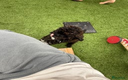 Cockapoo dogs for sale: Toy cockapoo - Image 4