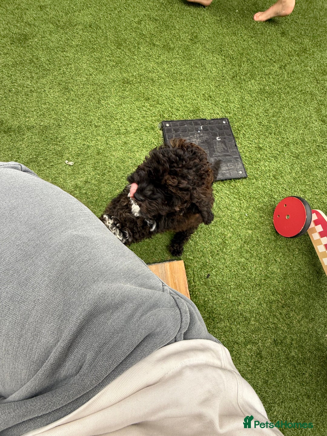 Cockapoo dogs for sale: Toy cockapoo - Image 4