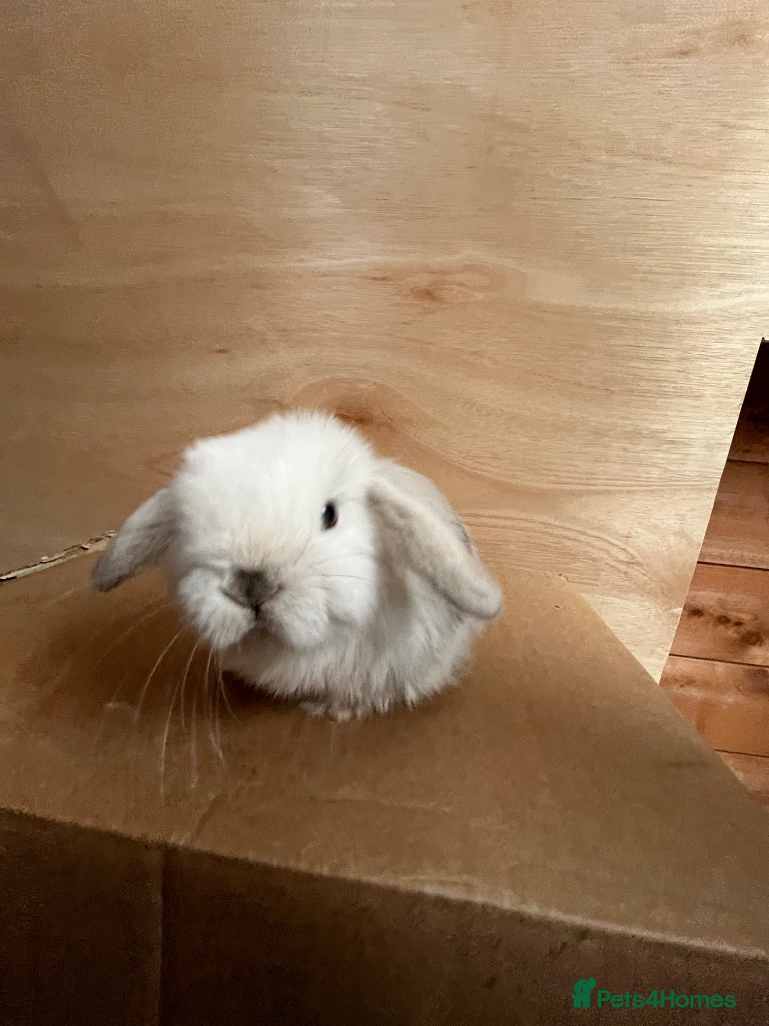 Mini Lop rabbits Gorgeous Pure bred Mini lops - Advert 15