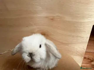 Mini Lop rabbits Gorgeous Pure bred Mini lops - Advert 15