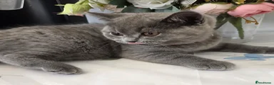 British Shorthair 1