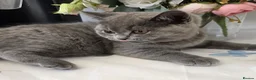 British Shorthair cats for sale: Kitten - Advert 3