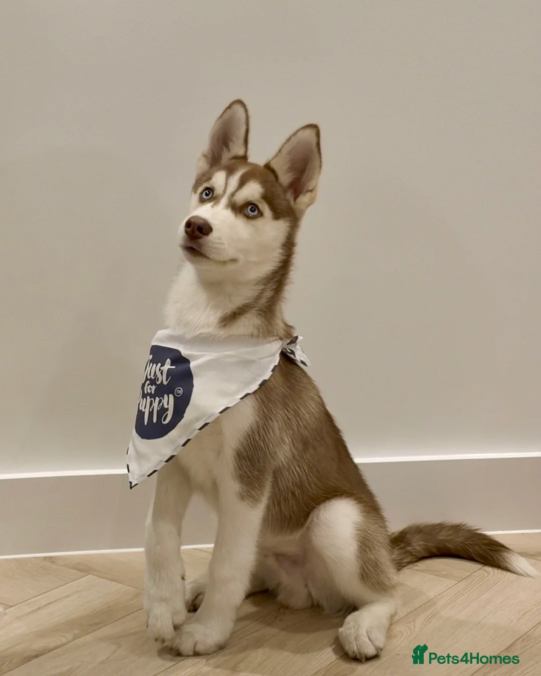 Siberian Husky dogs for sale: Perfect Well-Trained Husky Boy🐕Best Family Friend - Advert 5
