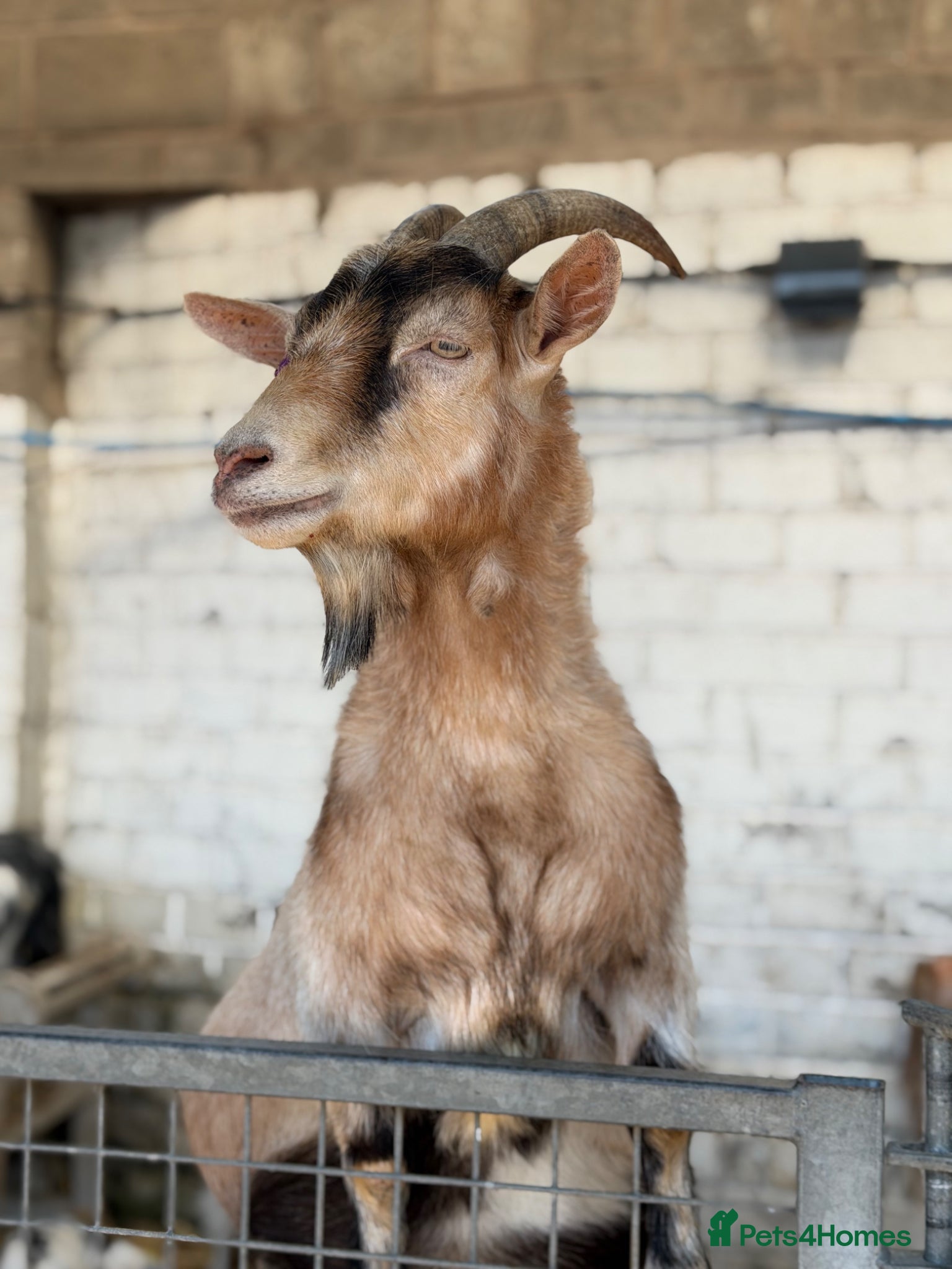 Goats livestock for sale: goats for sale (Not all goats are in the pictures) - Advert 7
