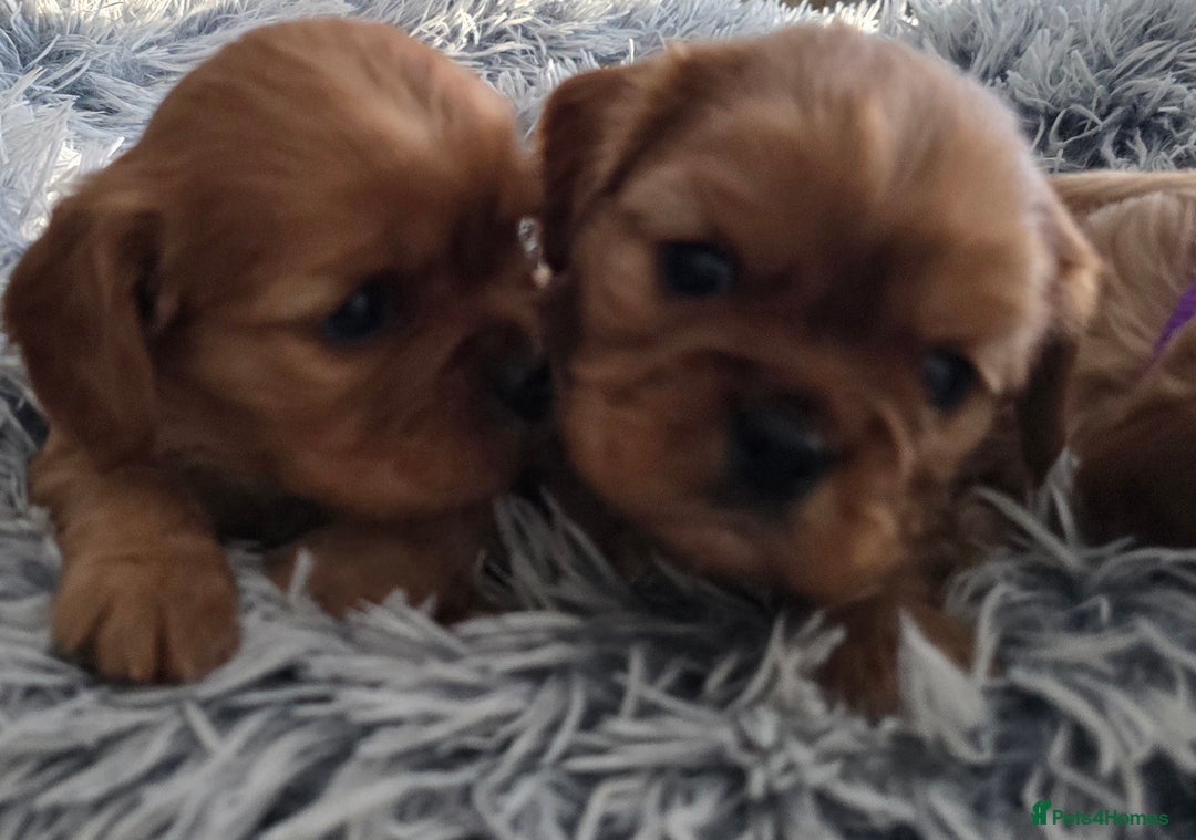 Cavalier King Charles Spaniel dogs for sale: Beautiful Cavalier King Charles Puppies  - Advert 5