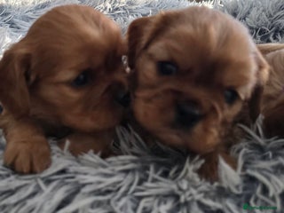 Cavalier King Charles Spaniel dogs Beautiful Cavalier King Charles Puppies - Advert 4