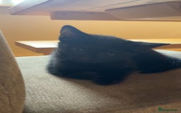 Mixed Breed cats for sale: Kittens ready to leave  - Image 1