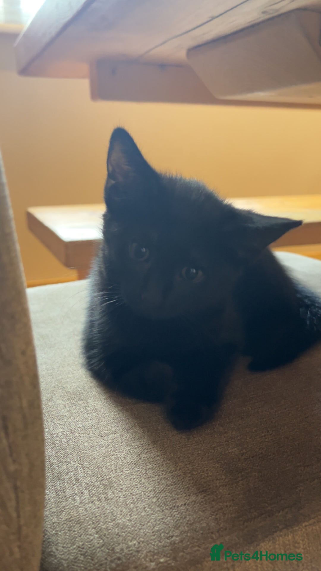 Mixed Breed cats for sale: Kittens ready to leave  - Image 1