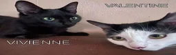 Mixed Breed cats for adoption: VIVIEN - Advert 4