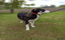 Mixed Breed dogs for adoption: 💙🐶 BENNY 🐶💙 - Image 18