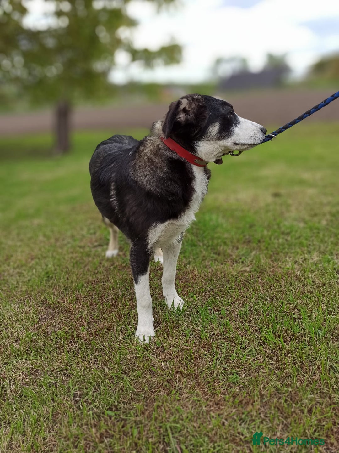 Mixed Breed dogs for adoption: 💙🐶 BENNY 🐶💙 - Image 18