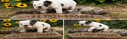English Bulldog dogs for sale: Rare mini english bulldogs  - Advert 1