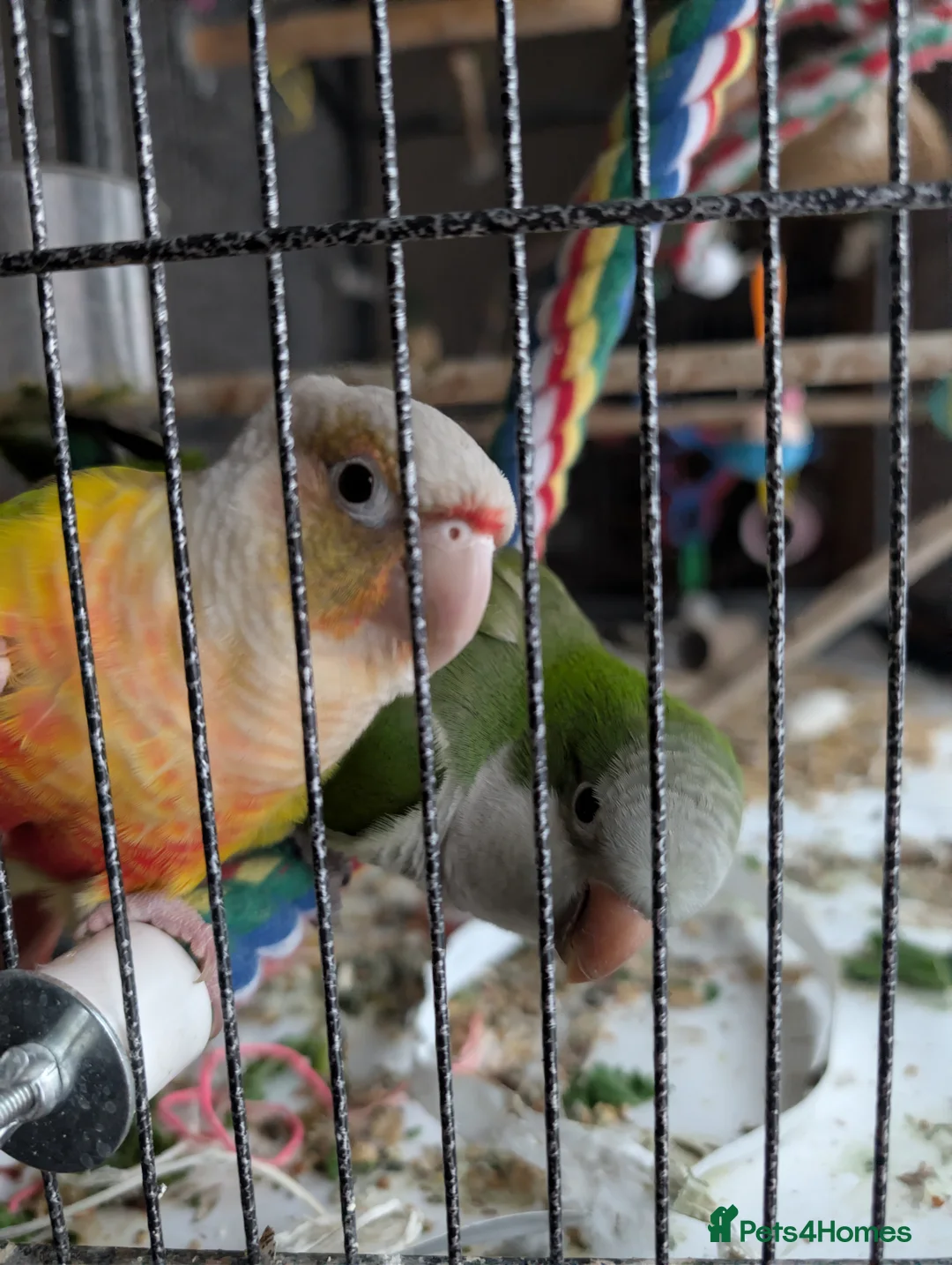 Mixed Breed birds for sale: Conure & Quaker for sale - Advert 2