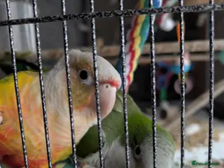 Mixed Breed birds Conure & Quaker for sale - Advert 13