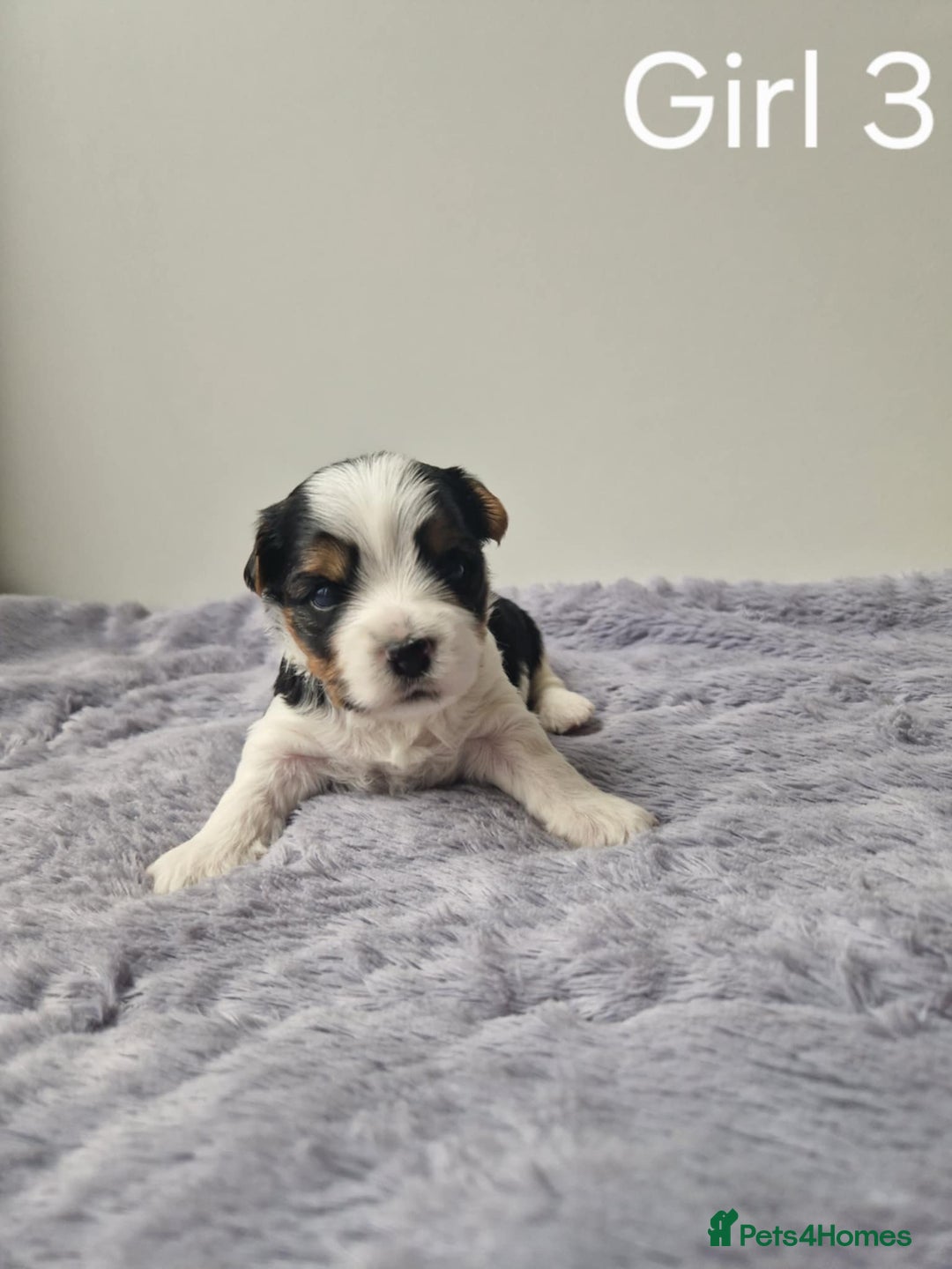 Biewer Terrier dogs for sale: Yorkshire Biewer Terriers Puppies - Image 7