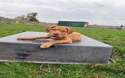Dogue De Bordeaux dogs for sale: Dogue de Bordeaux Puppy - 3 months old - Image 7
