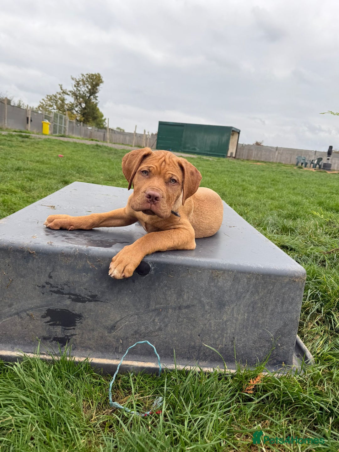 Dogue De Bordeaux dogs for sale: Dogue de Bordeaux Puppy - 3 months old - Image 7