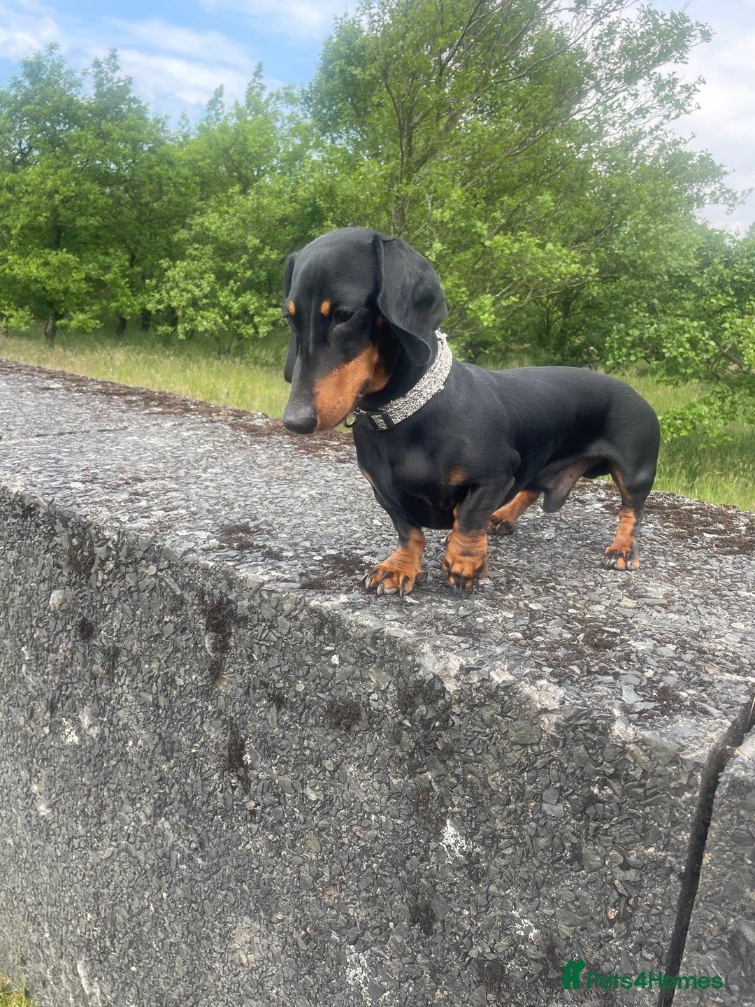Miniature Dachshund dogs for stud: Miniature Dachshund for stud  in Keighley - Advert 3