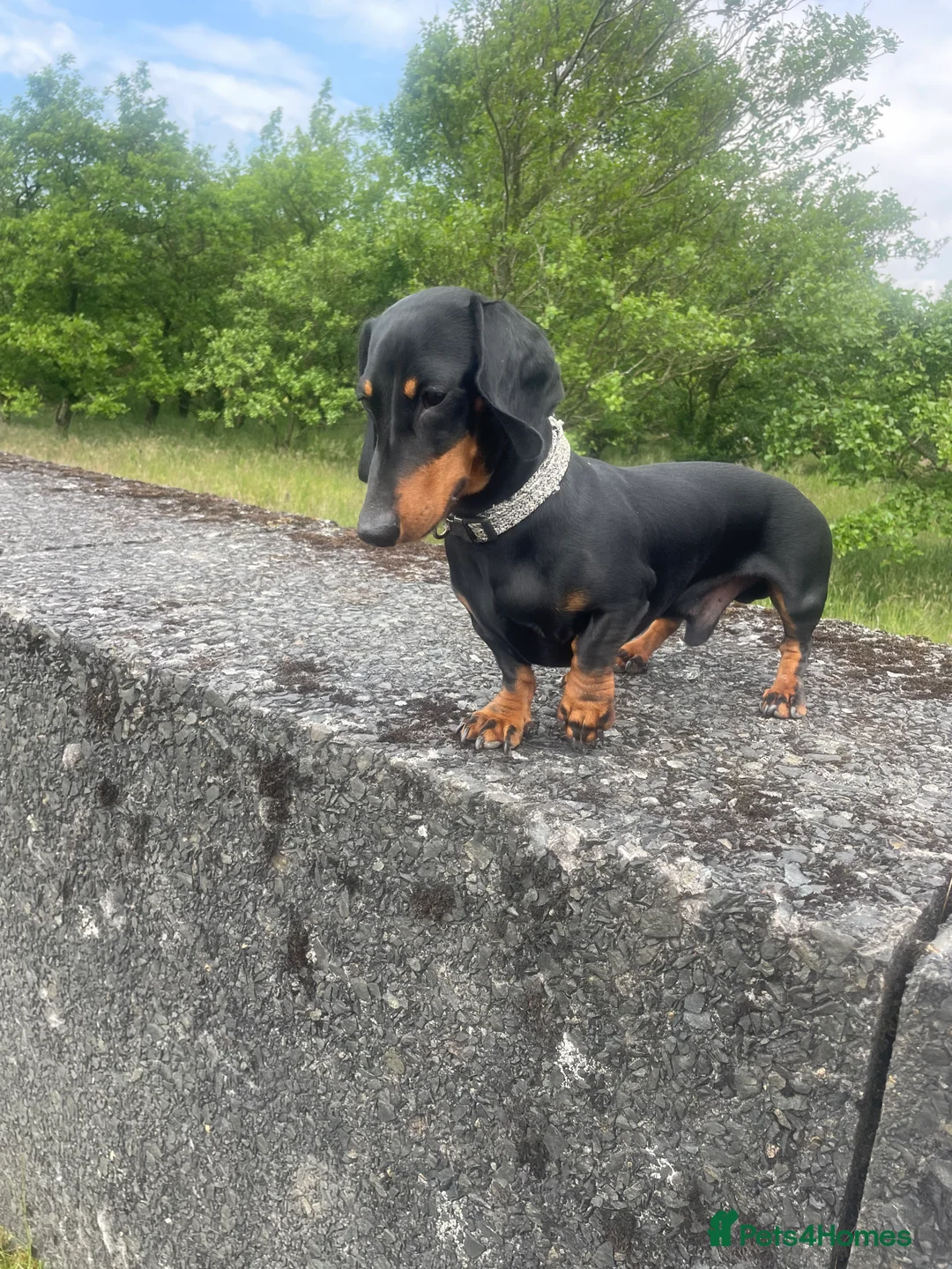Miniature Dachshund dogs for stud: Miniature Dachshund for stud  in Keighley - Advert 3