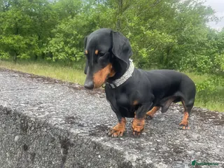Miniature Dachshund dogs Miniature Dachshund for stud in Keighley - Advert 17