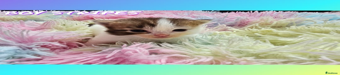 Kitten stripes