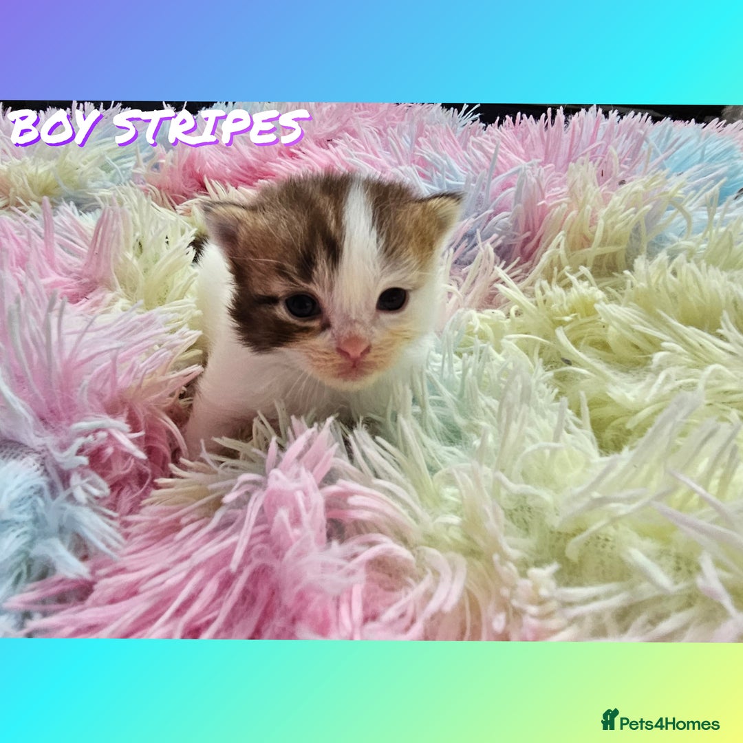 Mixed Breed cats for sale:  Kittens🥰Ragdoll and short hair domestic catcat  - Image 5