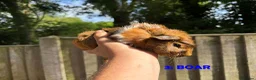 Guinea Pig rodents for sale: Various Guinea Pigs - Ready Now - Advert 5