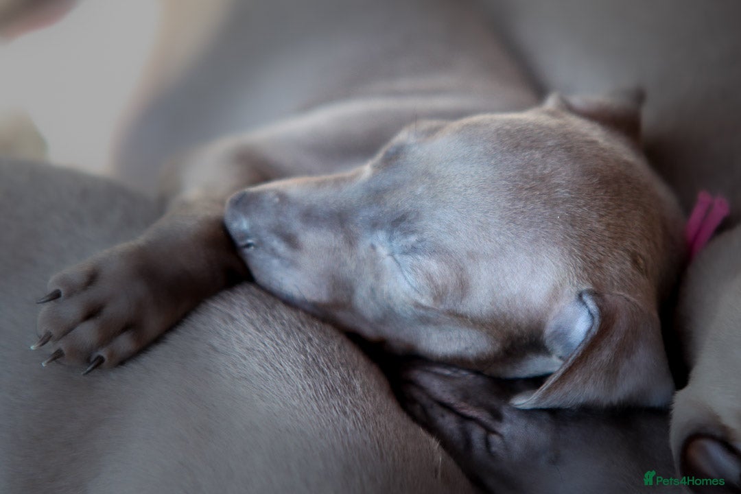 Italian Greyhound dogs for sale: 2 Stunning Italian Greyhound males left only £1800 in Norwich - Image 16