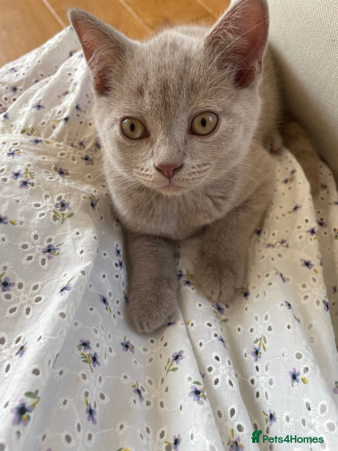 British Shorthair cats for sale: One beautiful lilac boy looking for a new home - Image 9