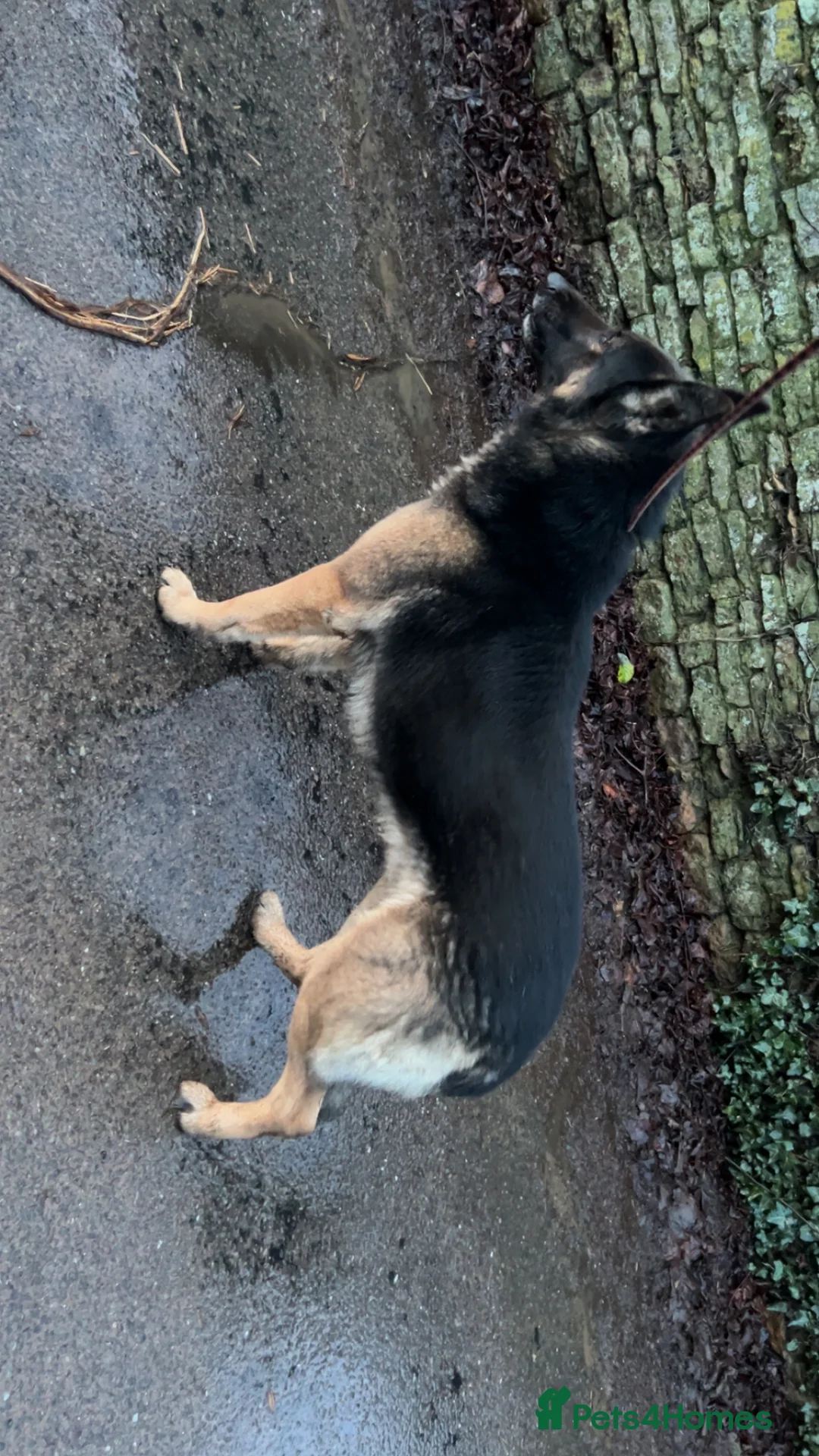 German Shepherd dogs for stud: Proven stud available  - Advert 4