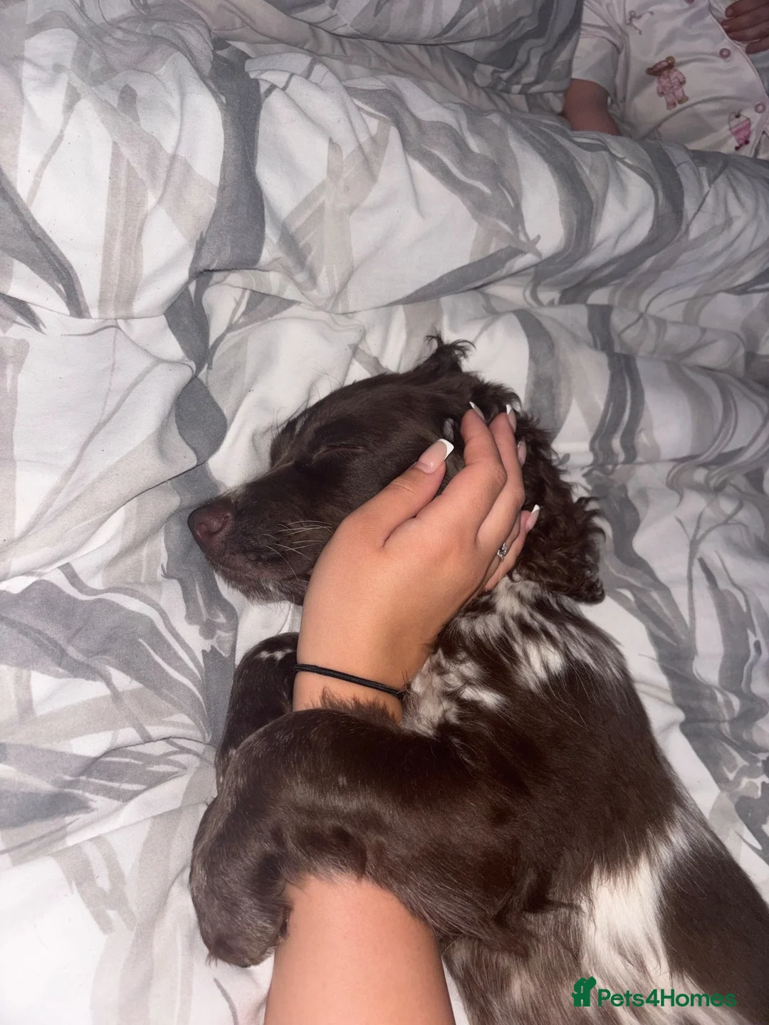 Sprocker dogs for sale: 8 month old sprocker in Abingdon - Advert 4