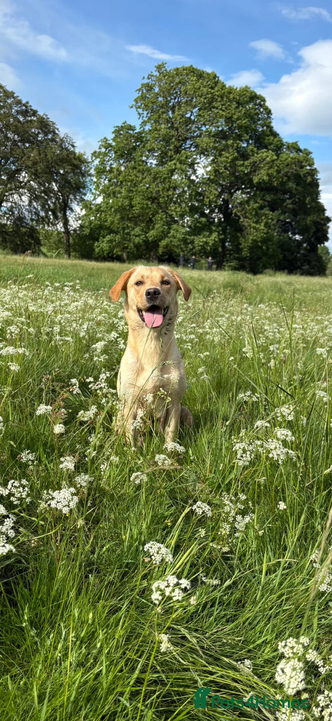 Labrador Retriever dogs for sale: Labrador pups for sale  - Advert 22