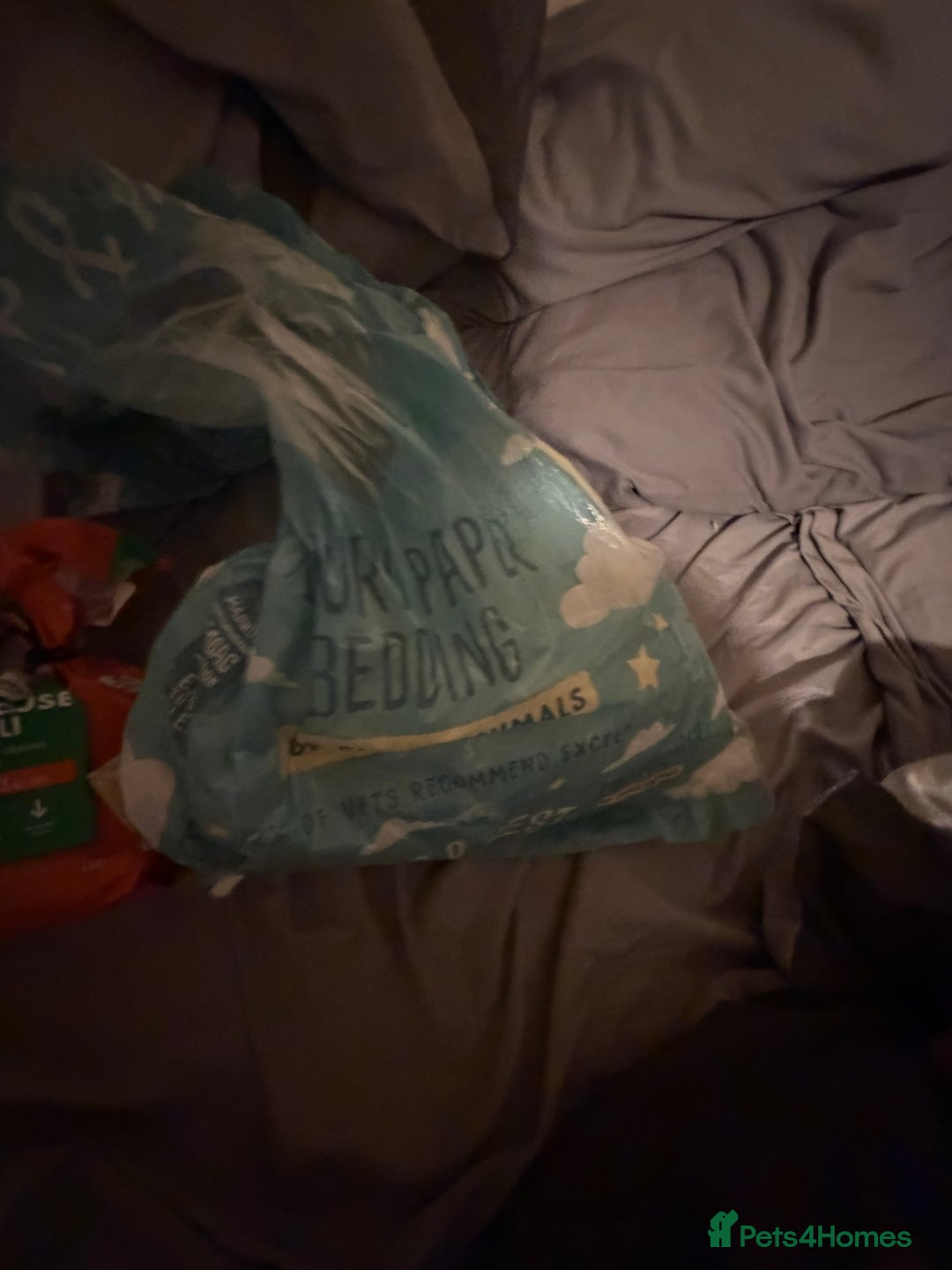 Rat rodents for sale: dumbo rat  - Advert 4