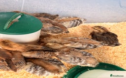 Chickens poultry for sale: Bantam gold welbar  - Image 2
