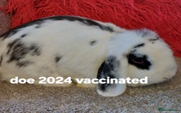 Mini Lop rabbits for sale: Minilops/mini lionlops available  - Image 11