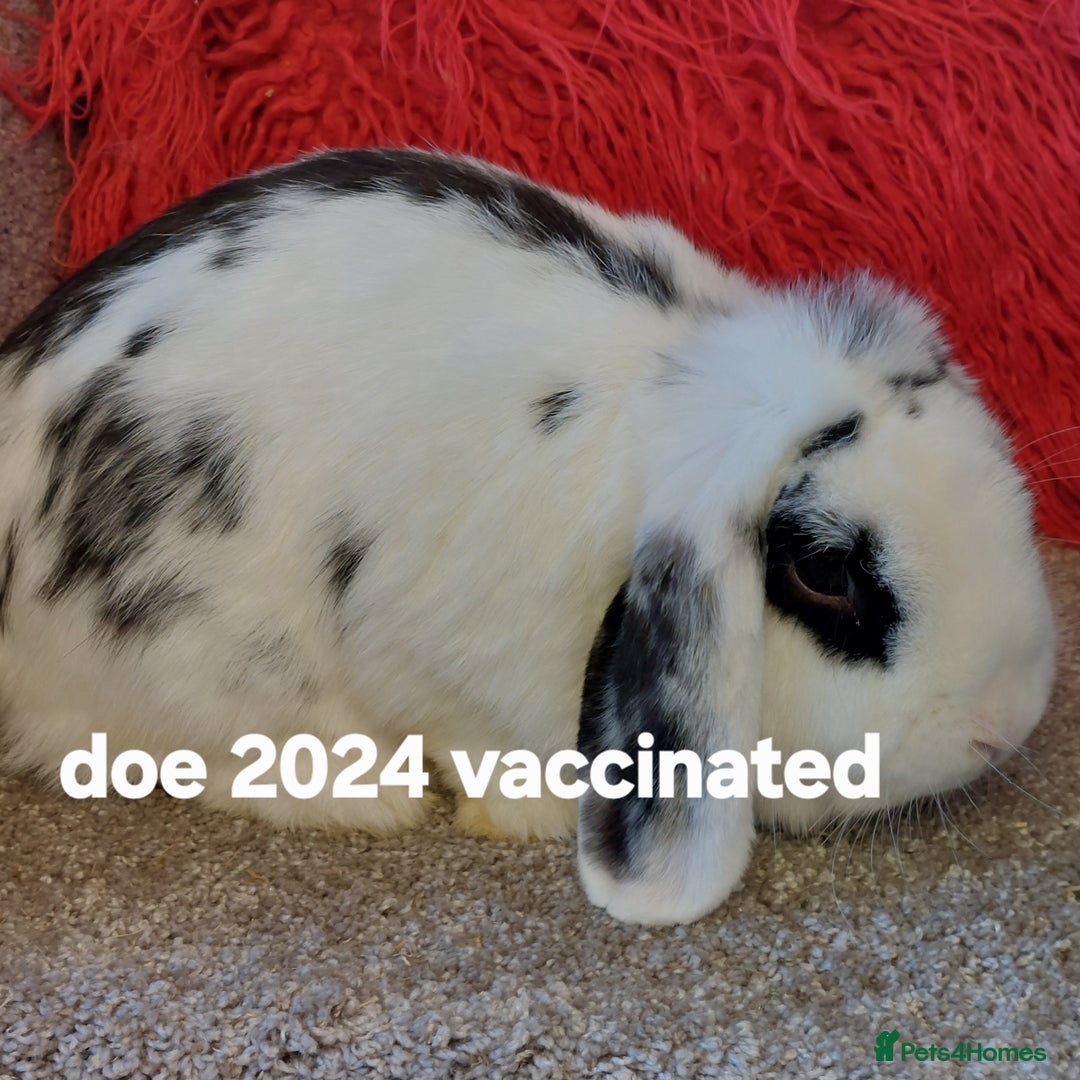 Mini Lop rabbits for sale: Minilops/mini lionlops available  - Image 11