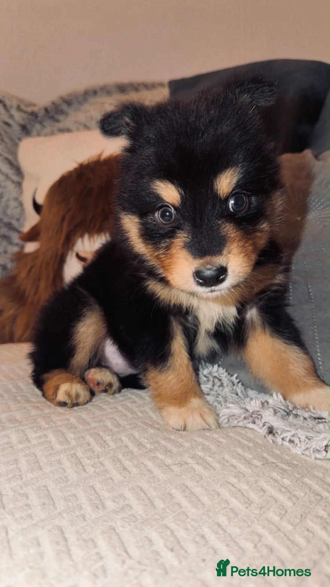 Mixed Breed dogs for sale: Beautiful pomsky x puppies for sale!!!! - Advert 2