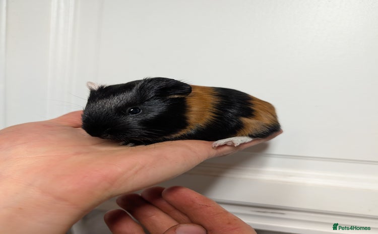 Guinea Pig rodents Male guinea pigs  - Advert 18