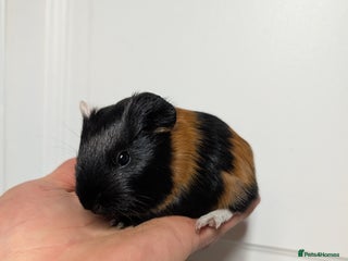 Guinea Pig rodents Male guinea pigs - Advert 19