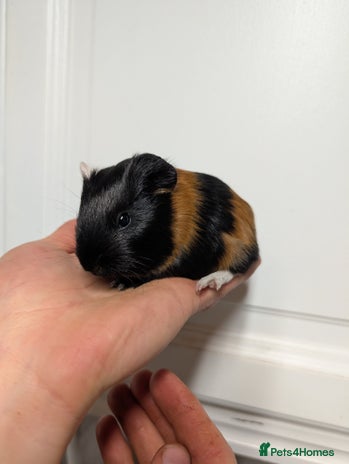 Guinea Pig rodents Male guinea pigs - Advert 18