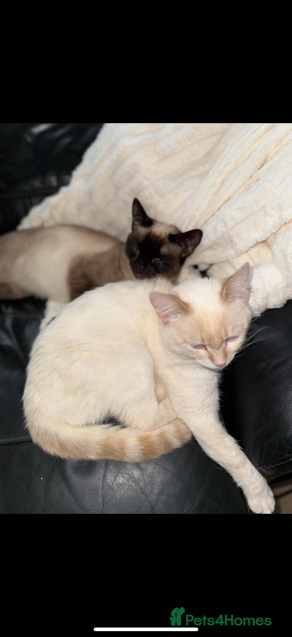 Siamese cats Brother cats  - Advert 1