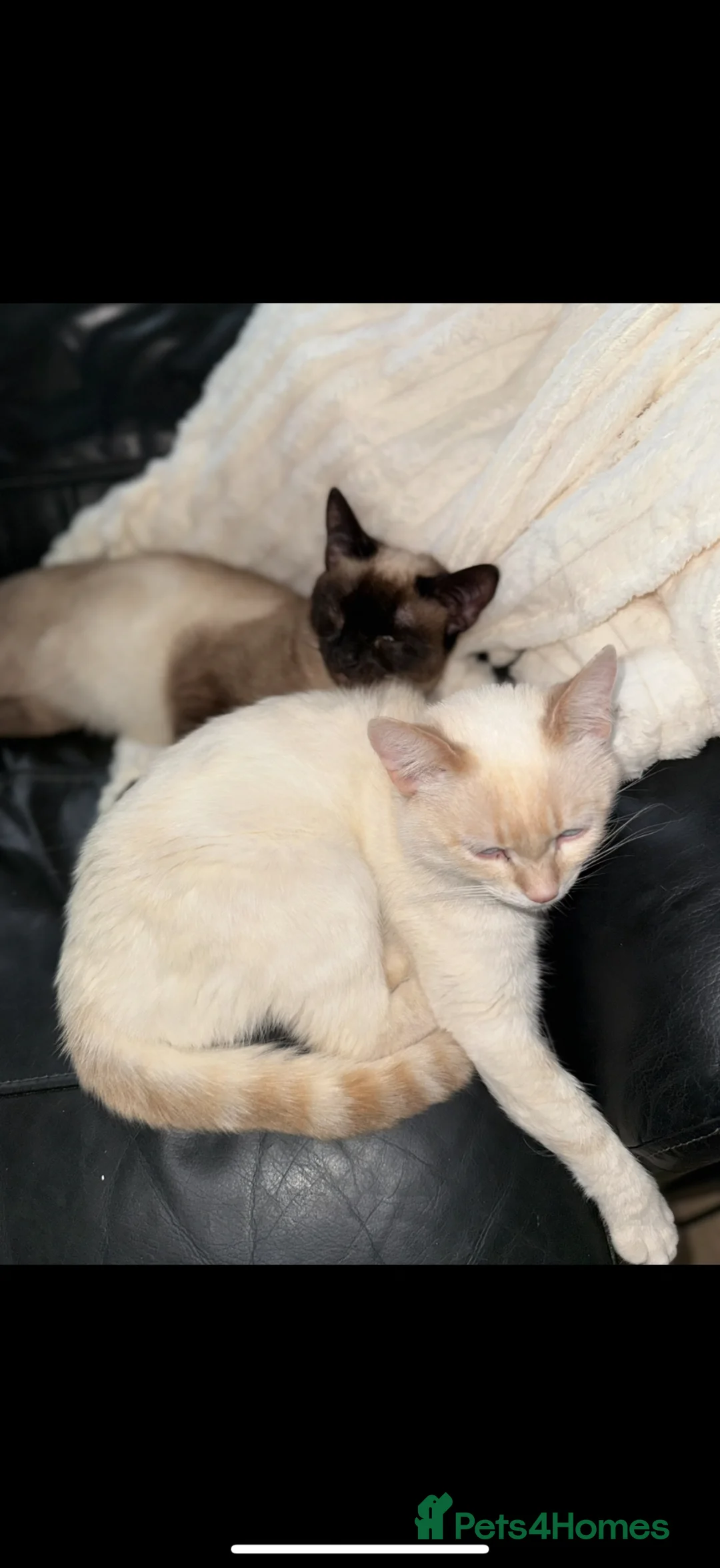 Siamese cats for sale: Brother cats  - Advert 1
