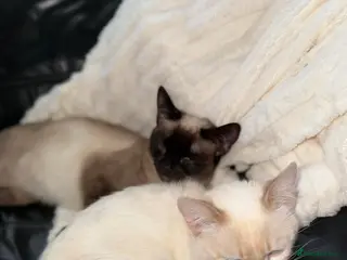 Siamese cats Brother cats - Advert 1