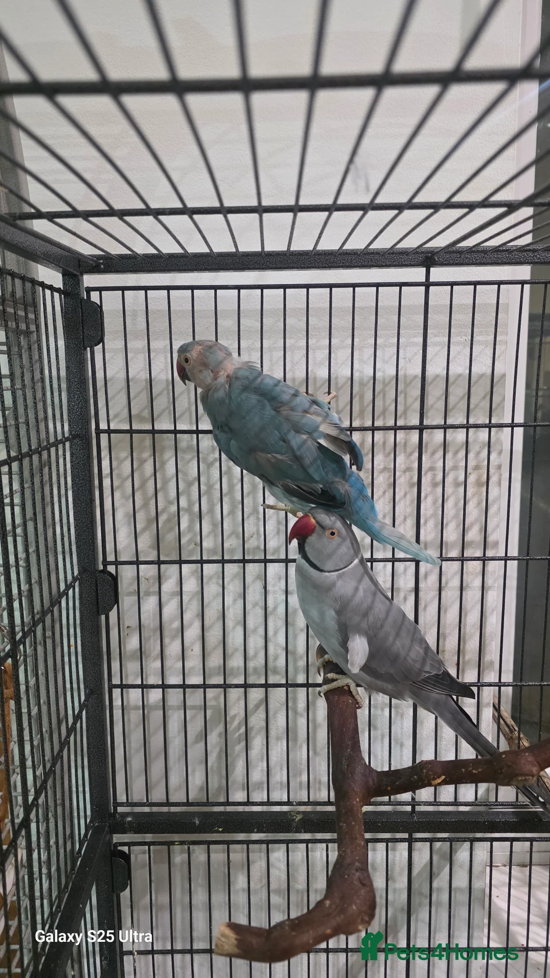 Ringnecks birds for sale: Male and female  - Advert 2