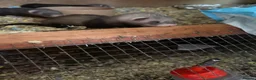 Ferret rodents for sale: Lovely ferrets for sale in Blackwood - Advert 3